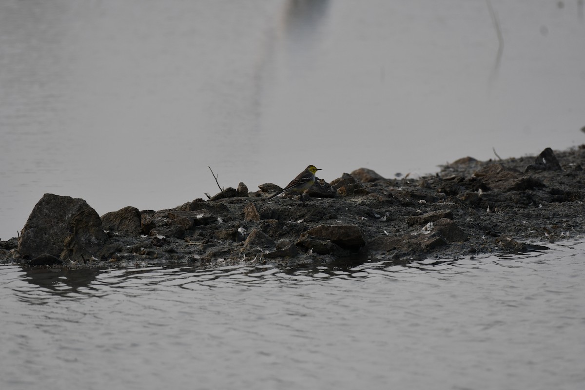 Buztanikara zitrinoa - ML645877007