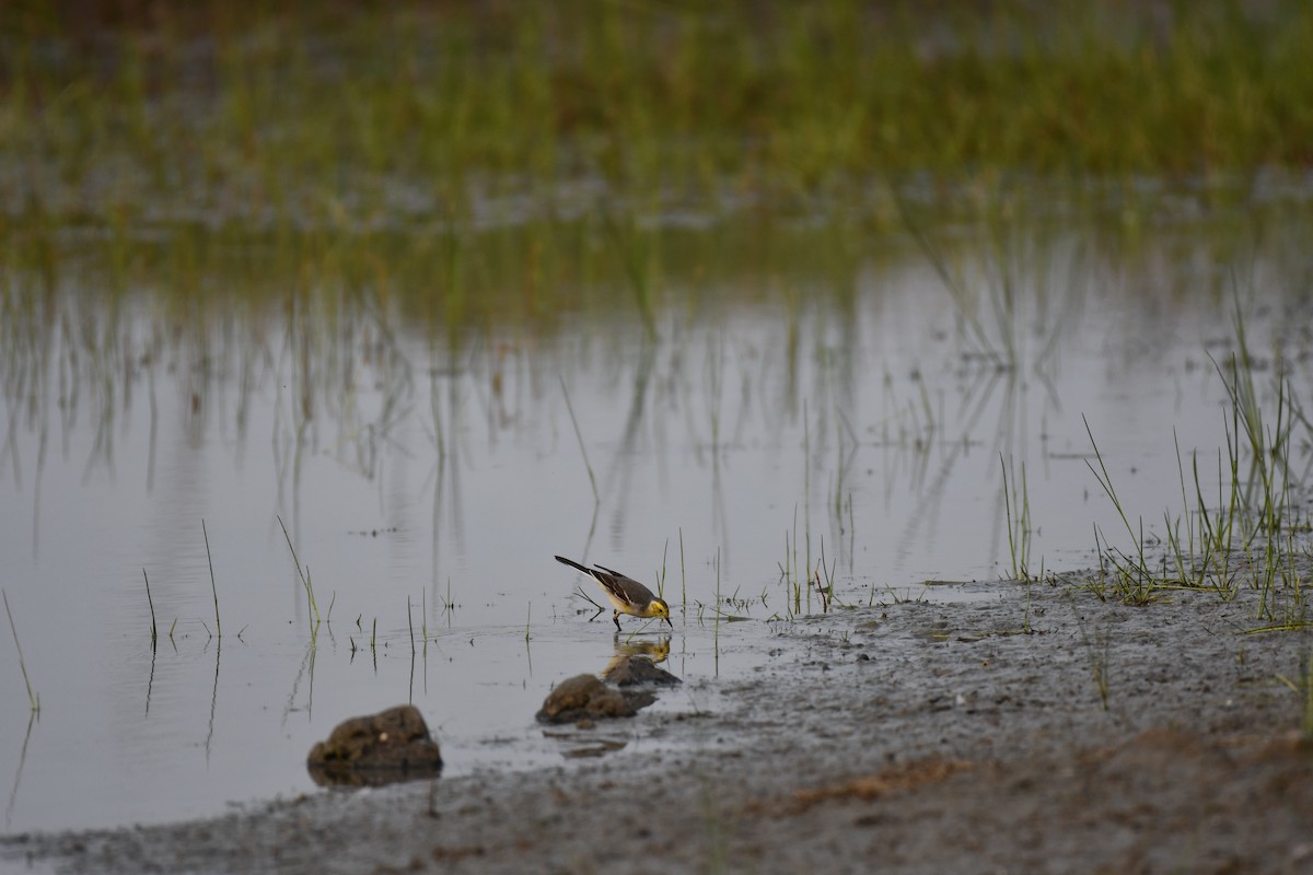 黃頭鶺鴒 - ML645877009
