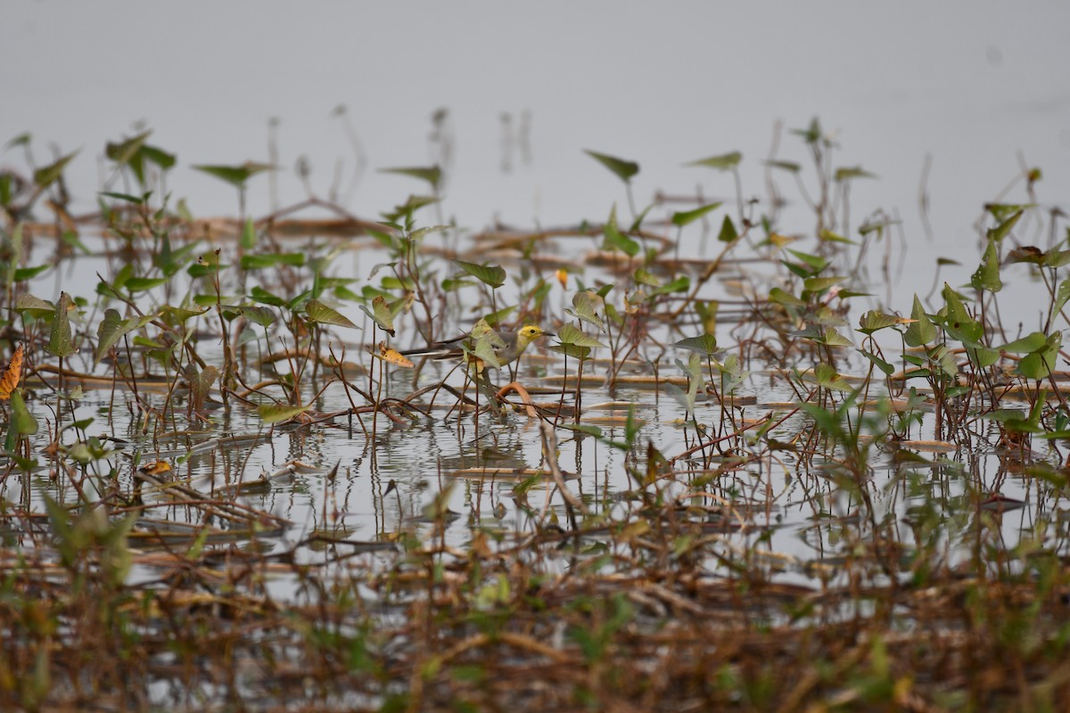 黃頭鶺鴒 - ML645877010