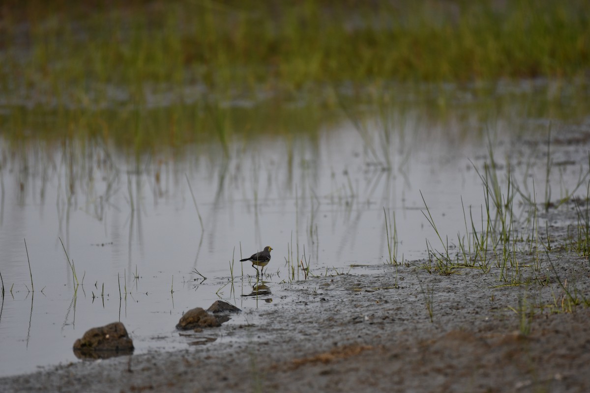 黃頭鶺鴒 - ML645877011