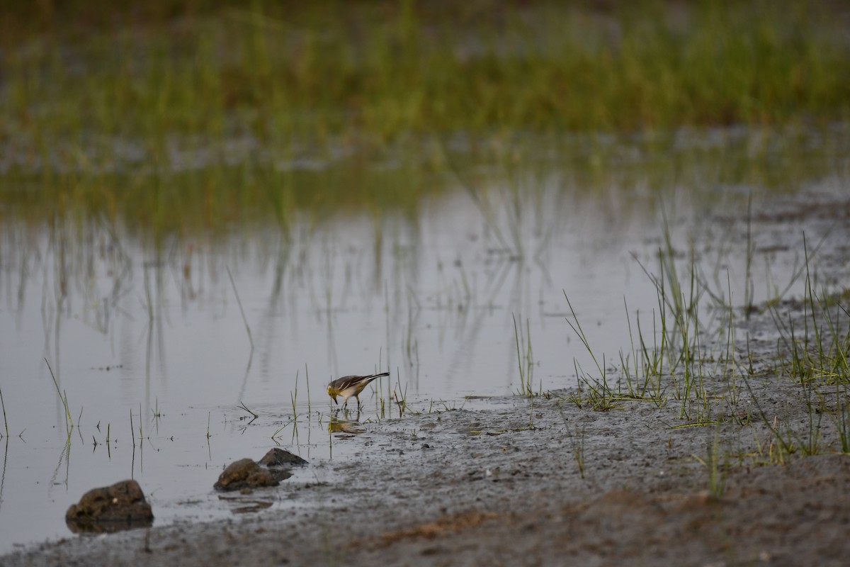 黃頭鶺鴒 - ML645877012