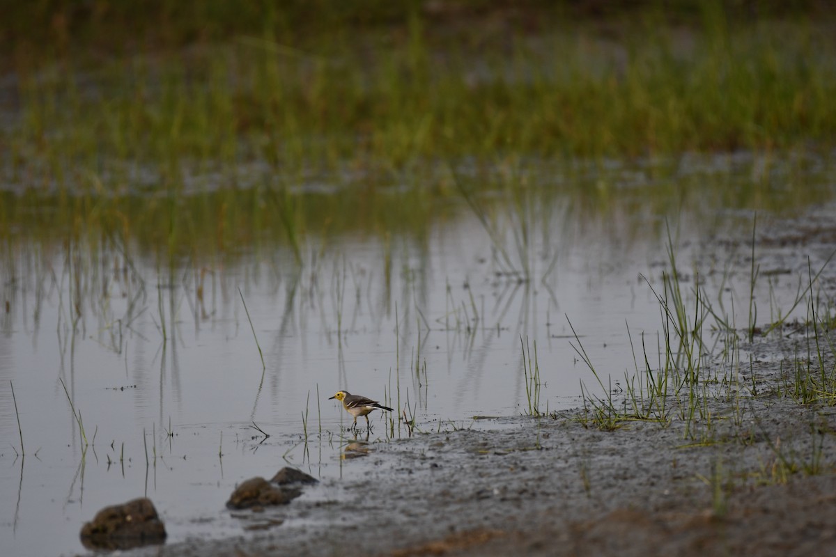黃頭鶺鴒 - ML645877013