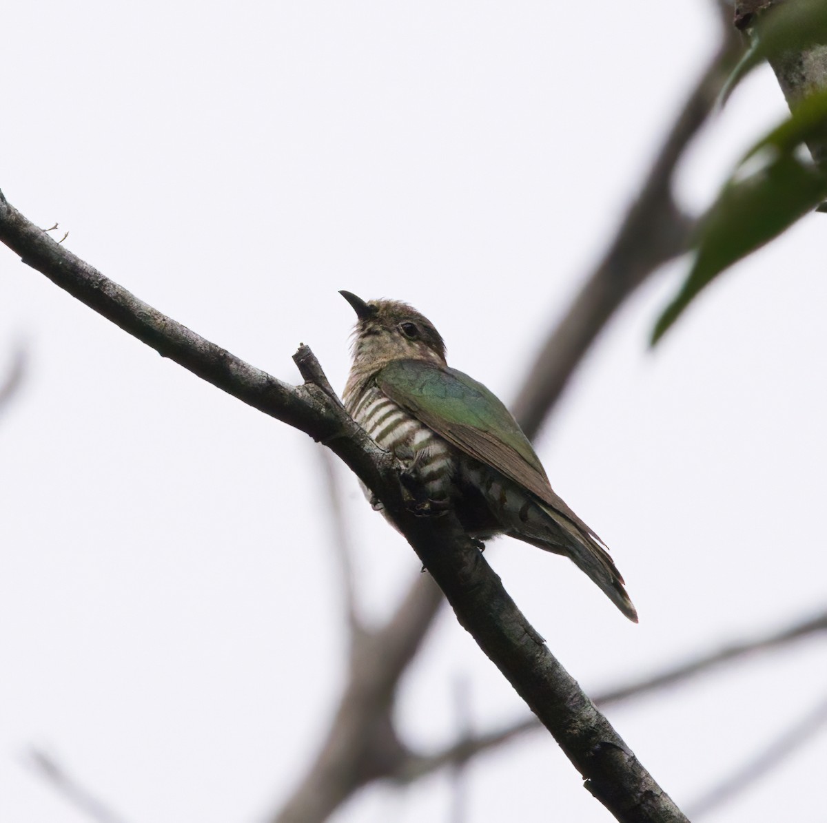 Shining Bronze-Cuckoo - ML645877014