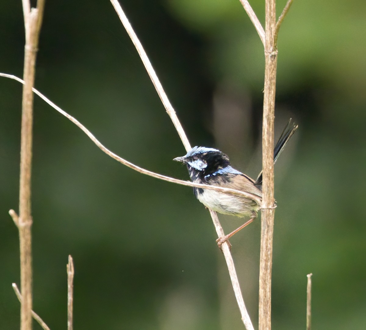 Superb Fairywren - ML645877017