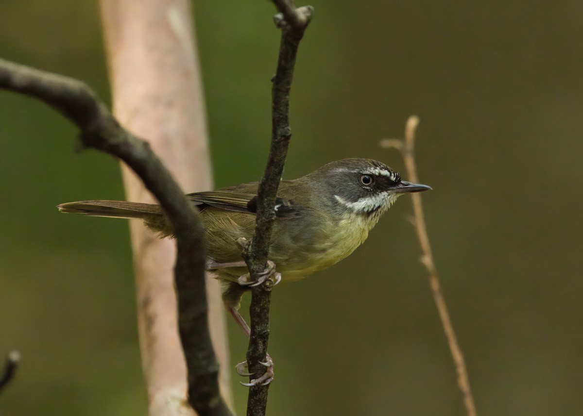 White-browed Scrubwren - ML645877019