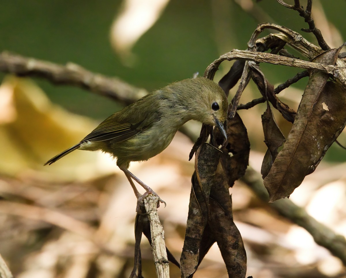 Large-billed Scrubwren - ML645877022