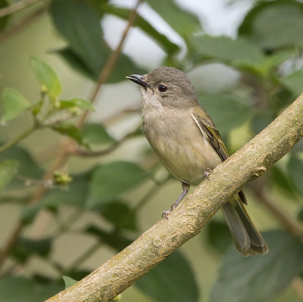 Golden Whistler - ML645877023