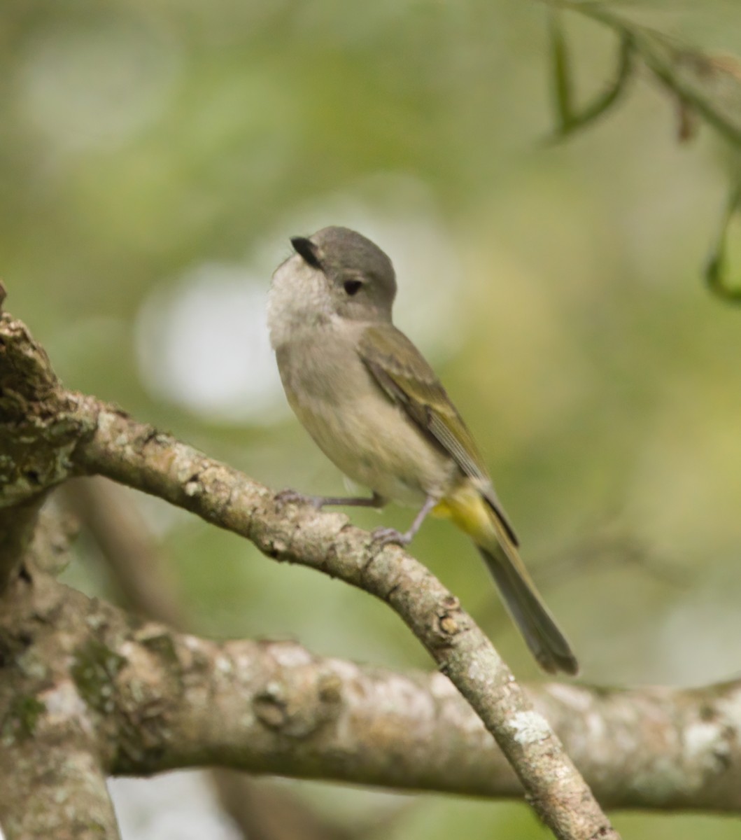 Golden Whistler - ML645877024