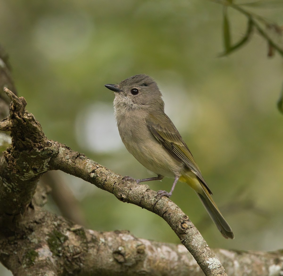 Golden Whistler - ML645877025