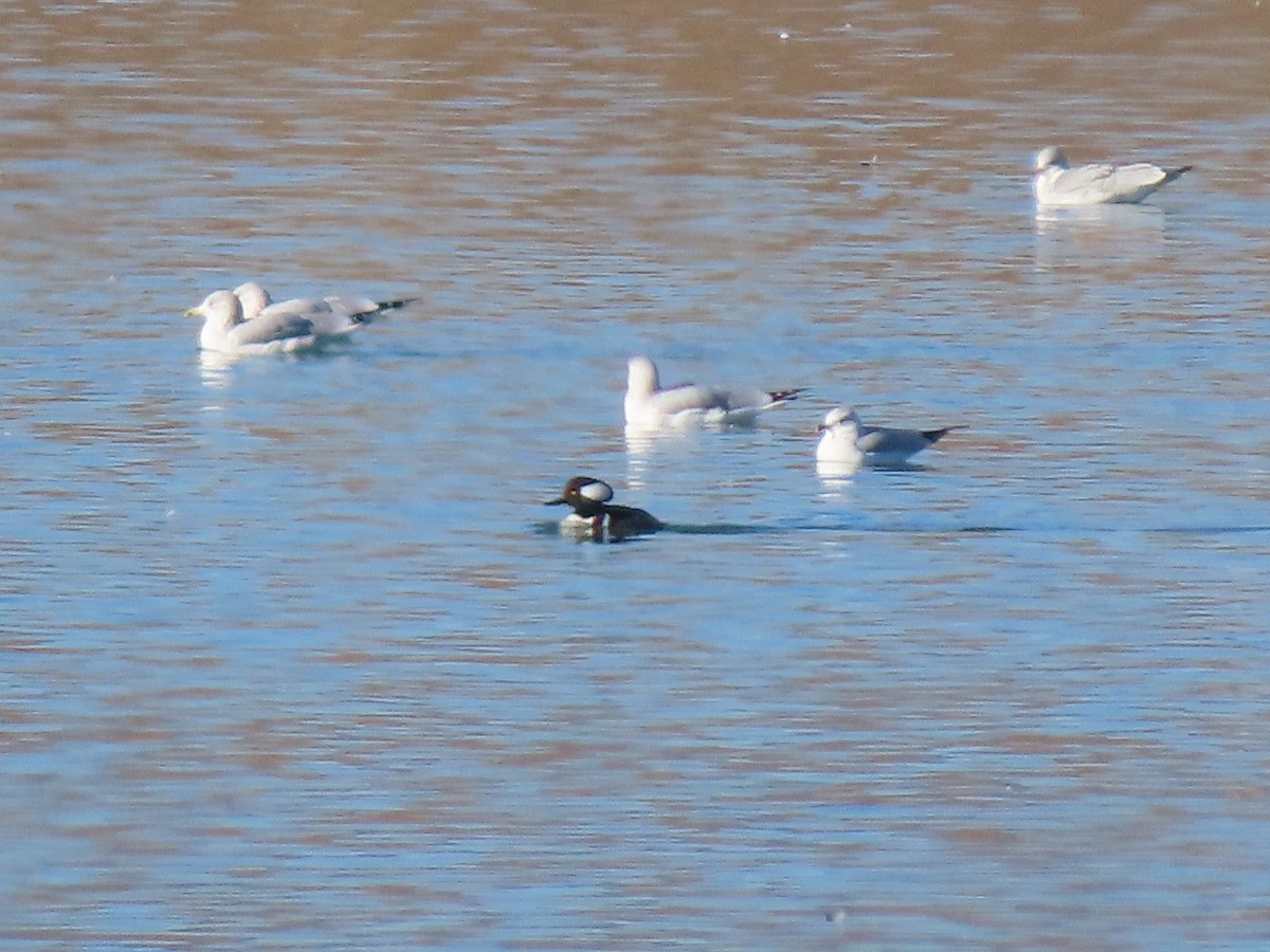 Hooded Merganser - ML645877032