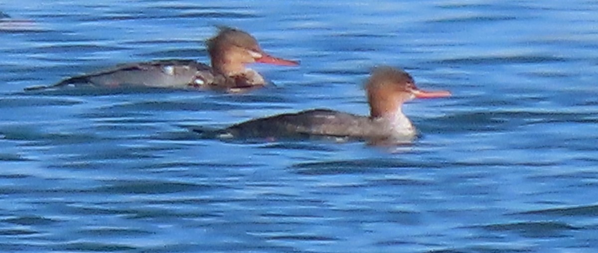 紅胸秋沙 - ML645877033