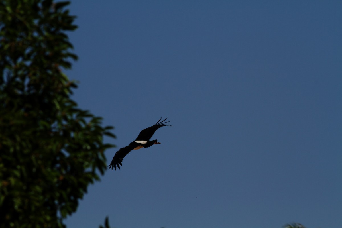 Abdim's Stork - ML645877034