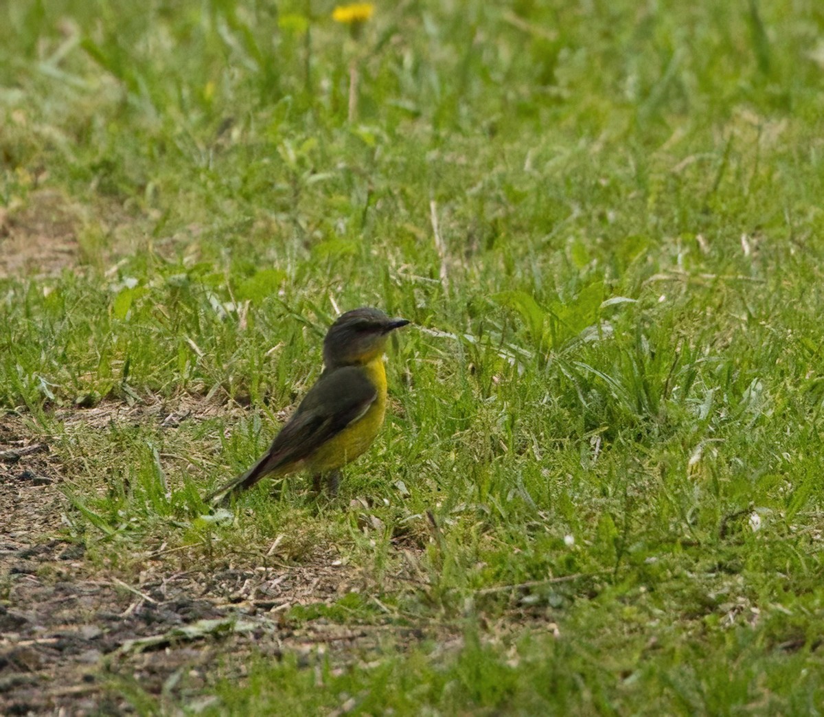 gulbrystflueskvett - ML645877035