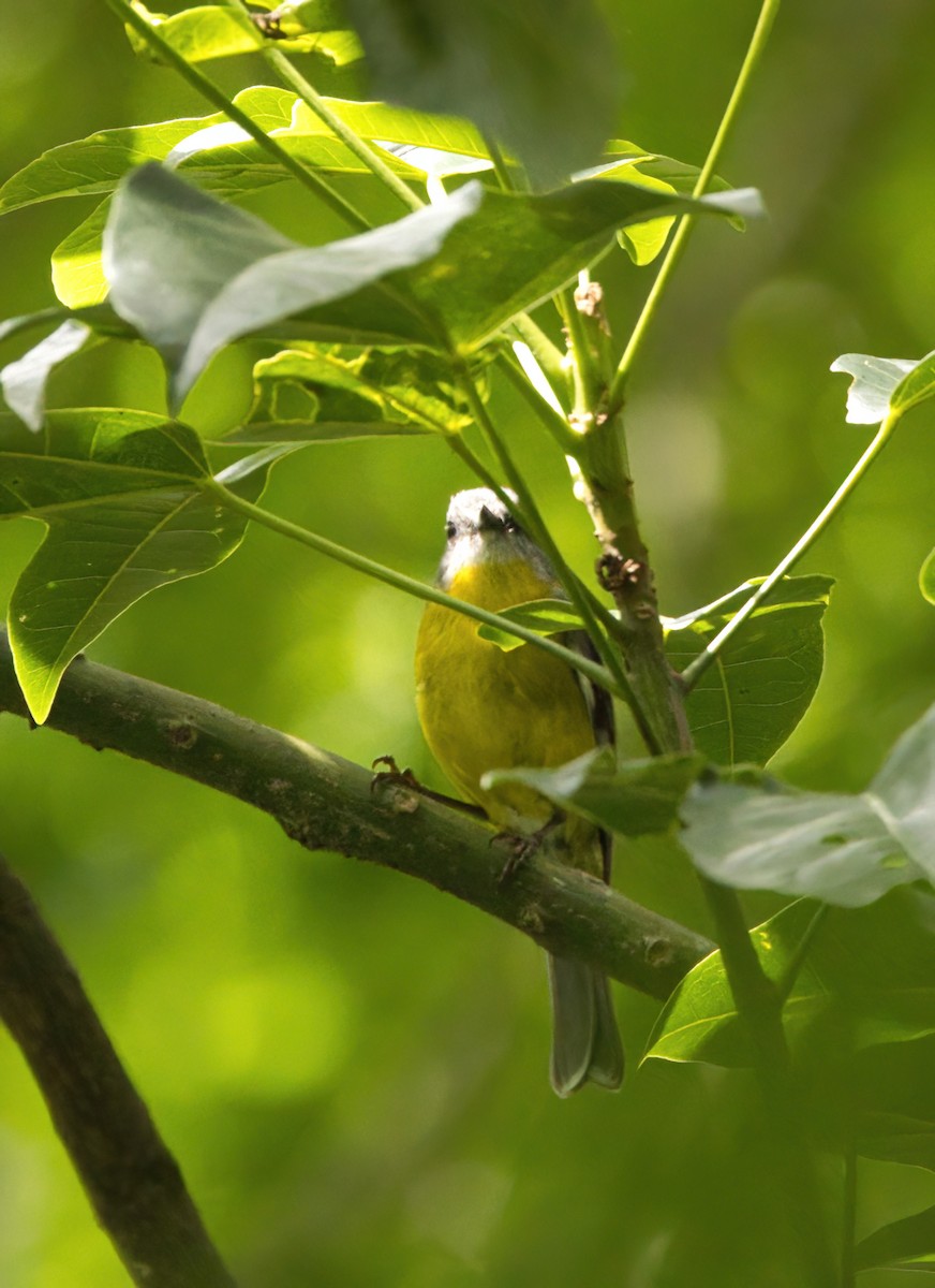 gulbrystflueskvett - ML645877037