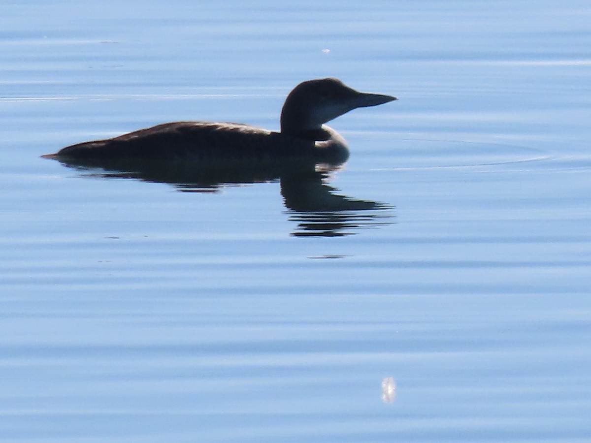 Common Loon - ML645877040