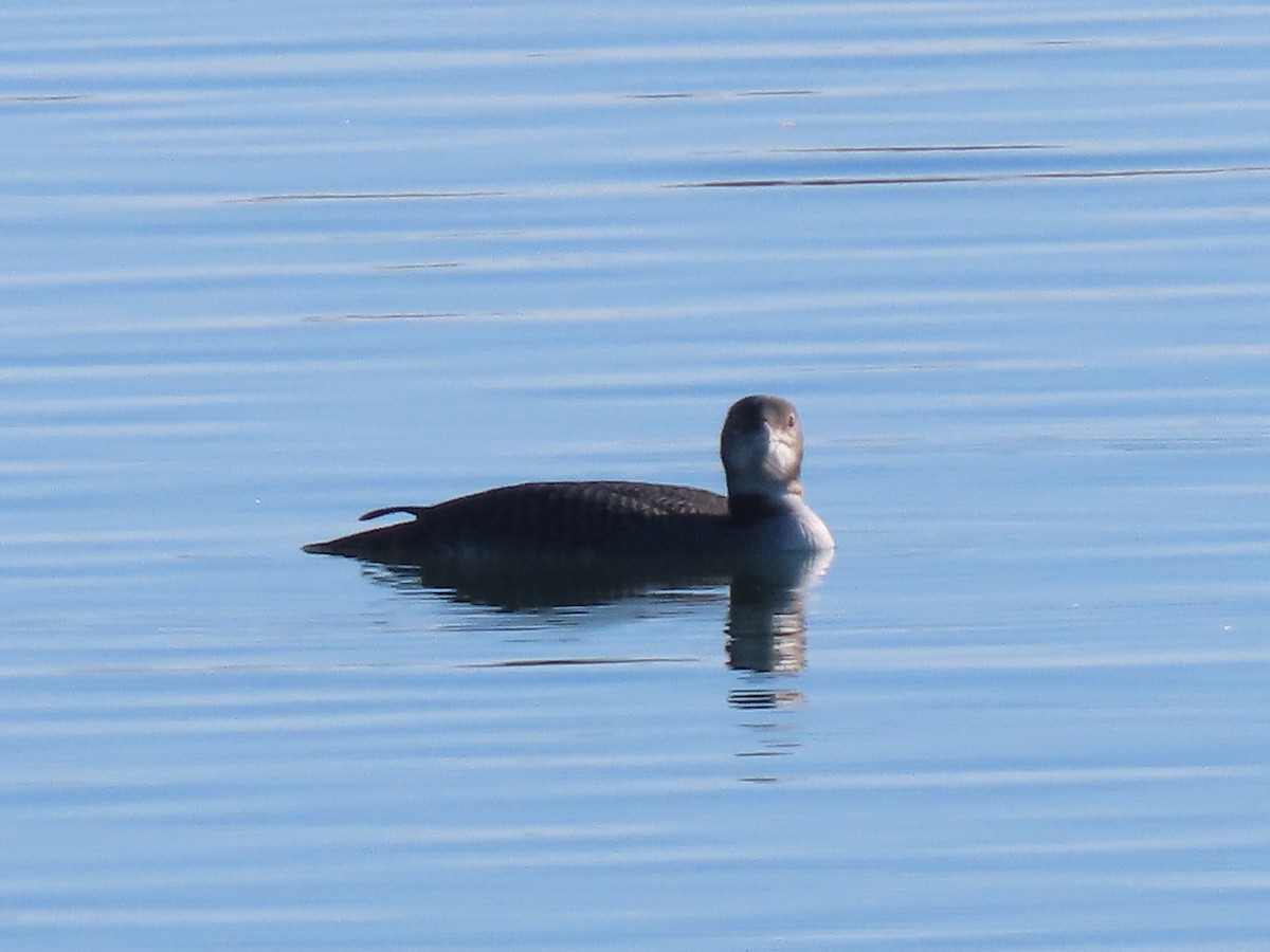 Common Loon - ML645877041