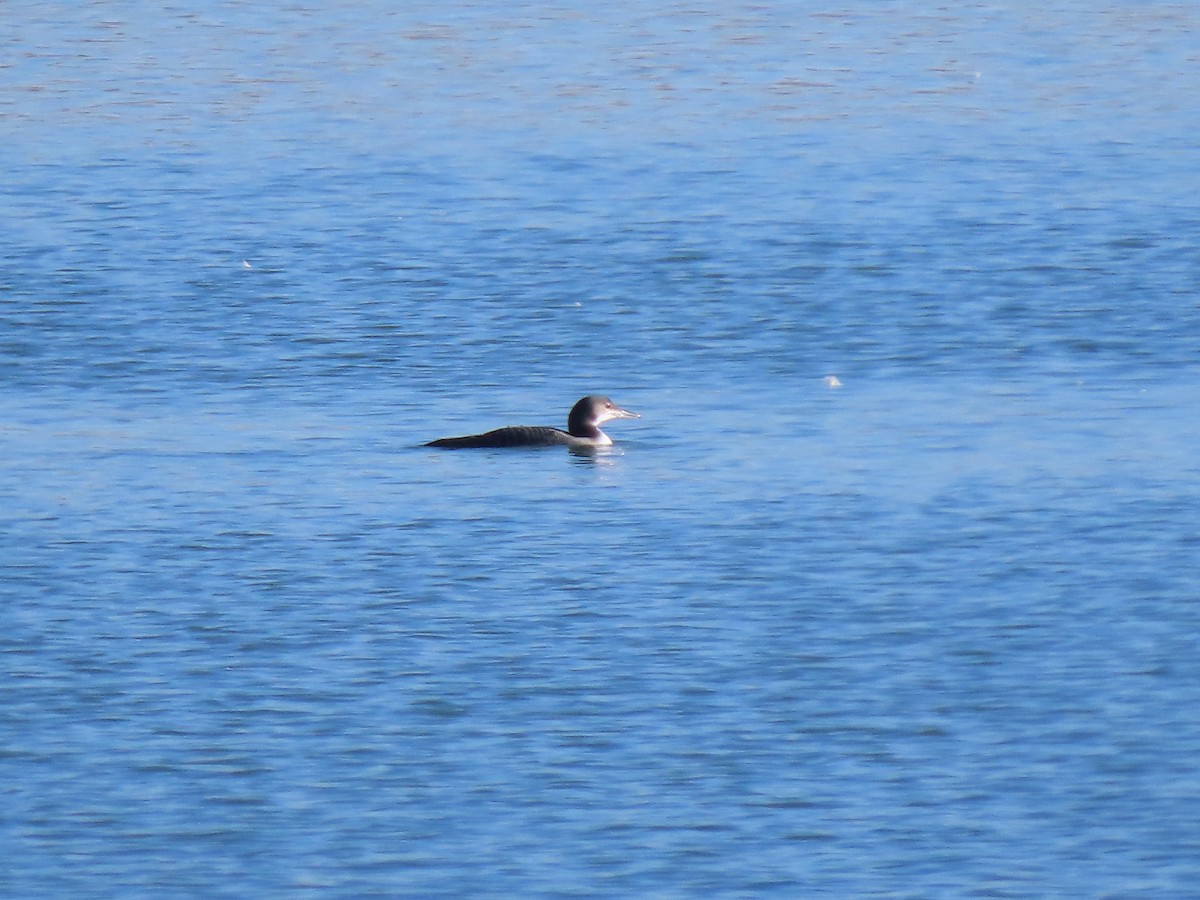 Common Loon - ML645877042