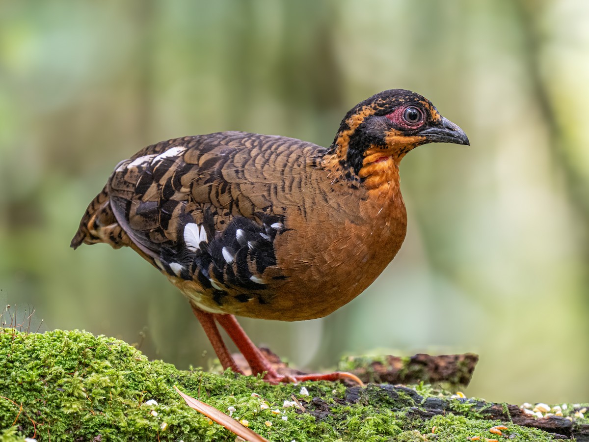 Red-breasted Partridge - ML645877046