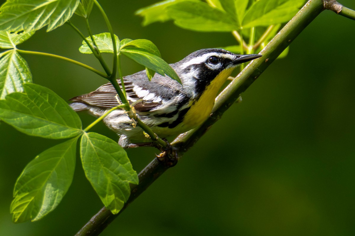 Yellow-throated Warbler - ML645877069