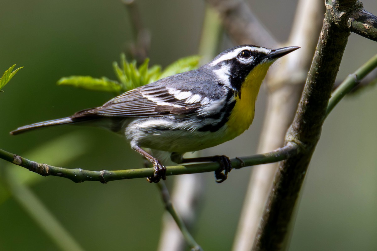 Yellow-throated Warbler - ML645877070