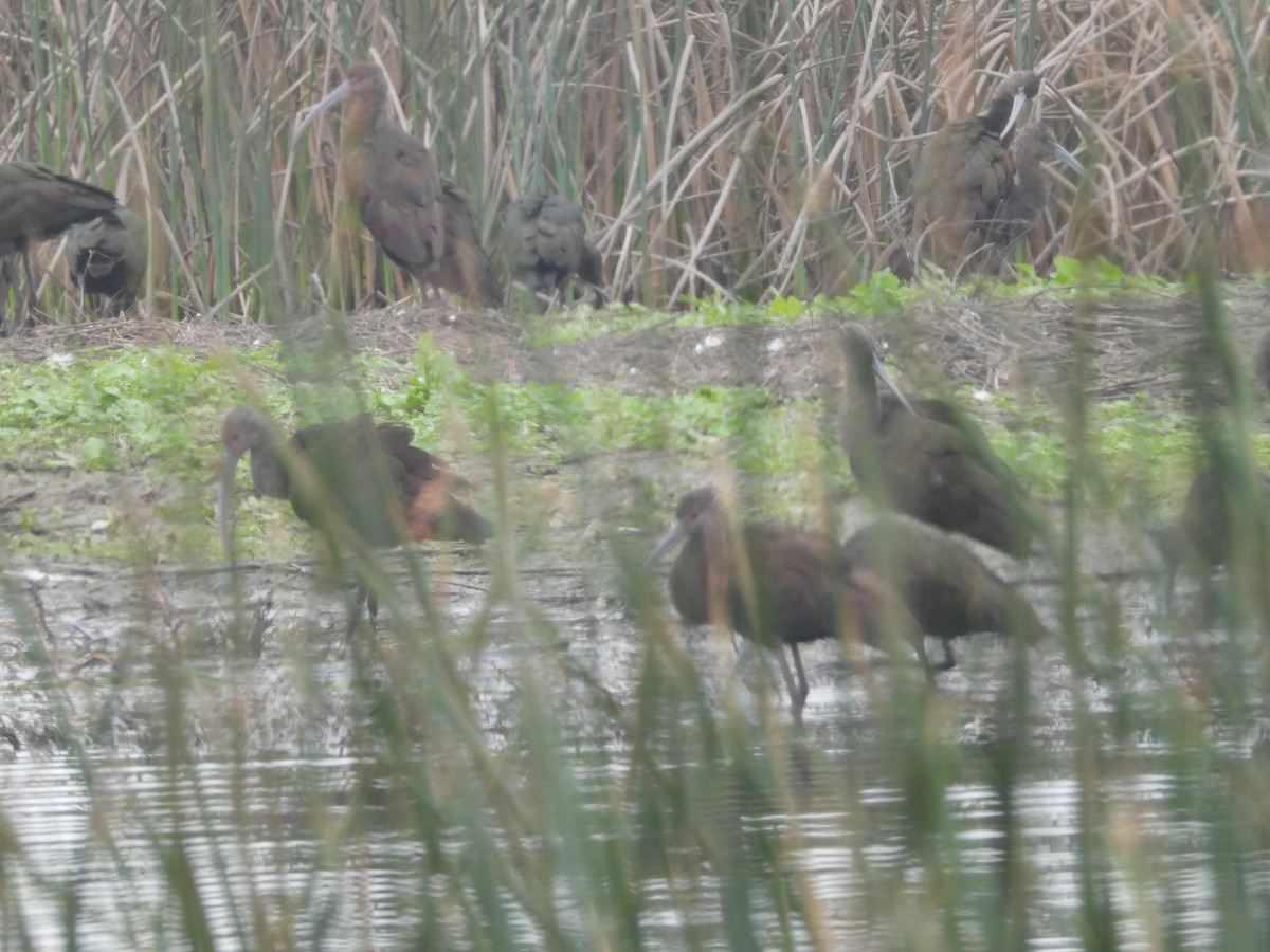 Beltzaran musuzuria - ML645877074