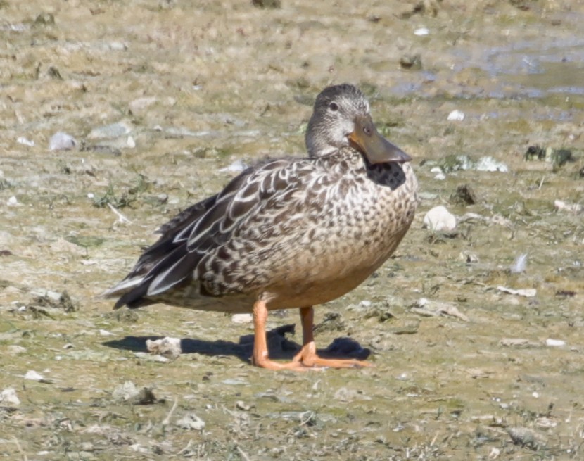 Халбага нугас - ML645877076