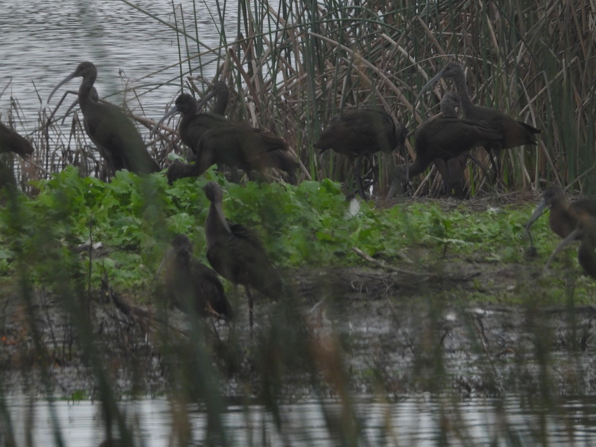 White-faced Ibis - ML645877080