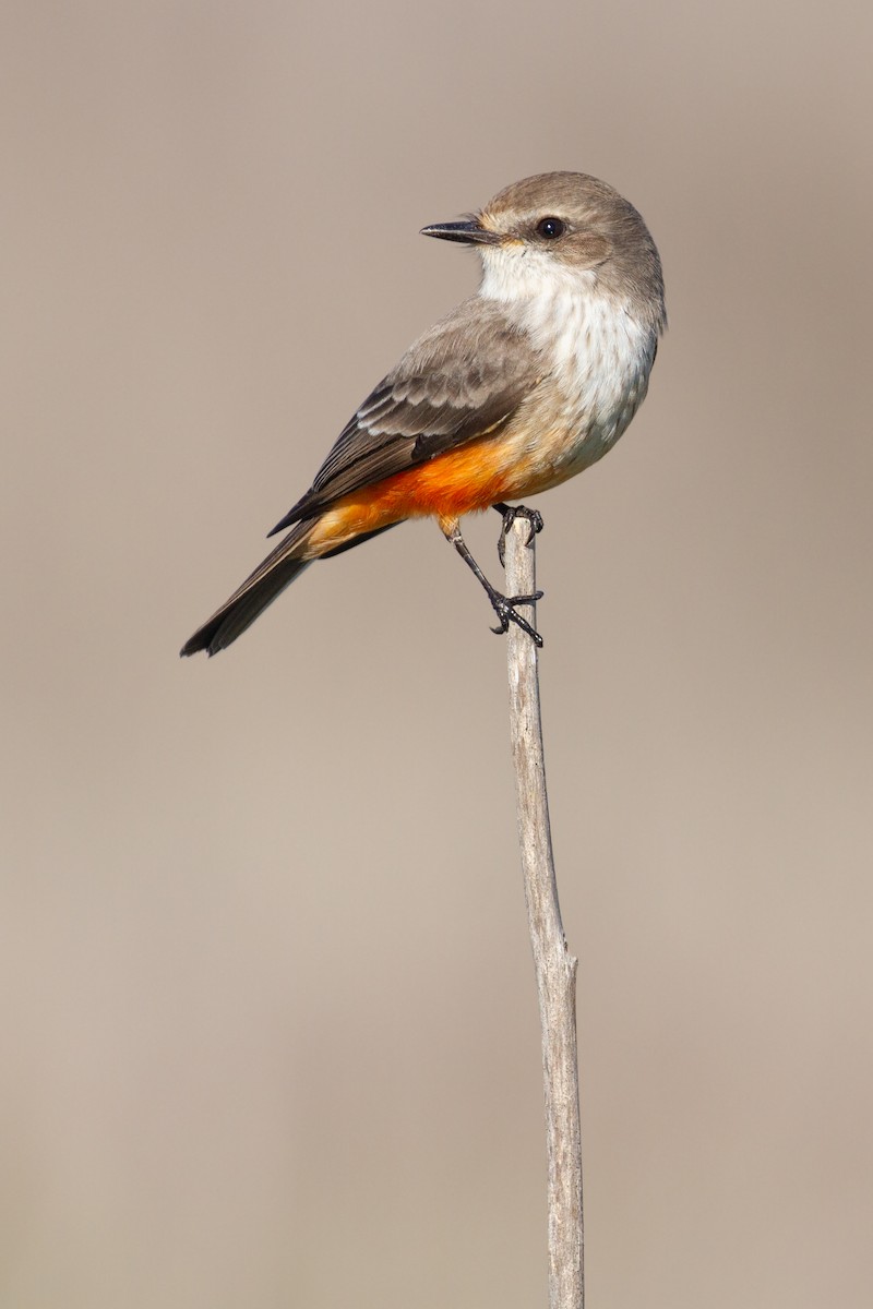 Vermilion Flycatcher - ML645877082