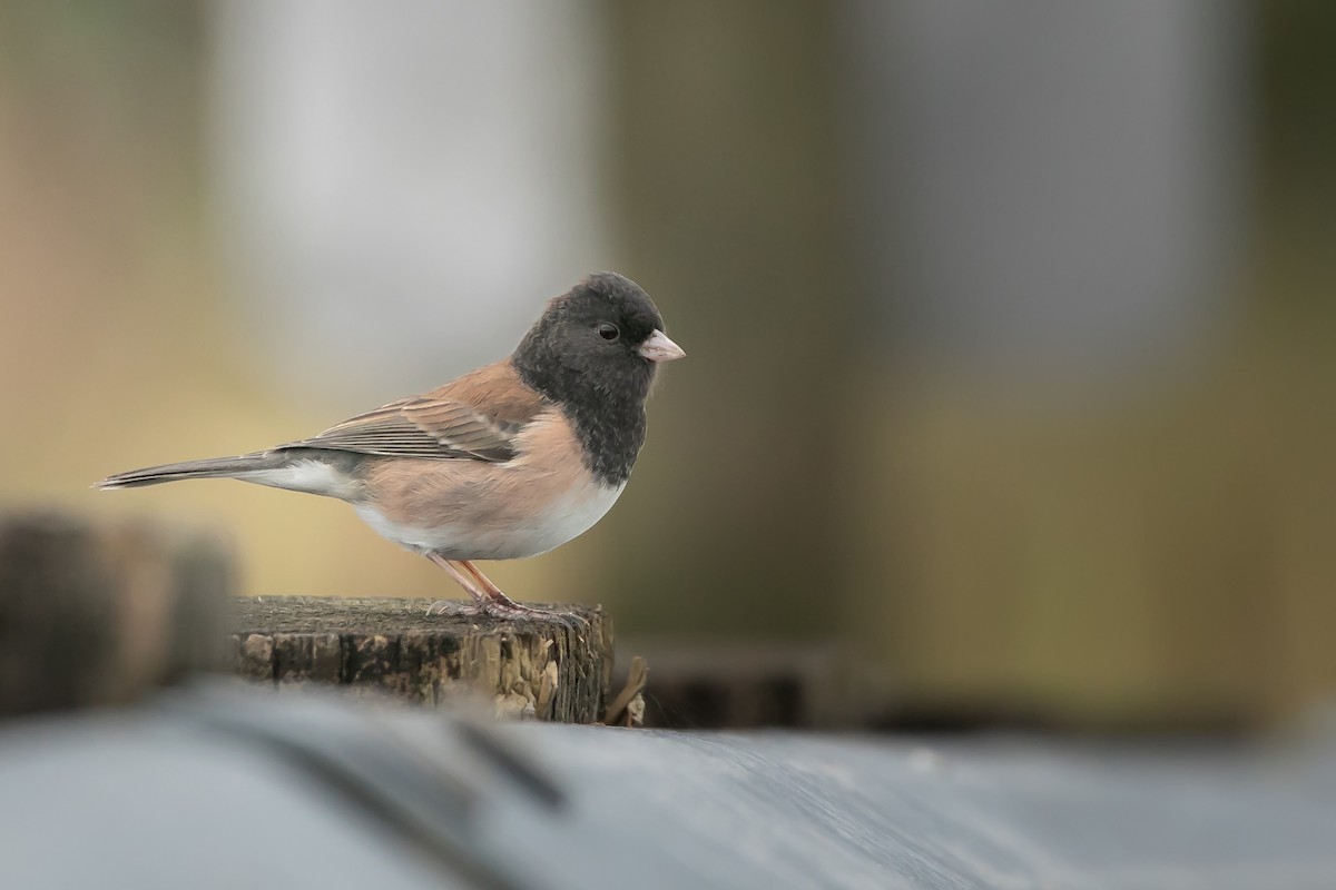 Dark-eyed Junco (Oregon) - ML645877084