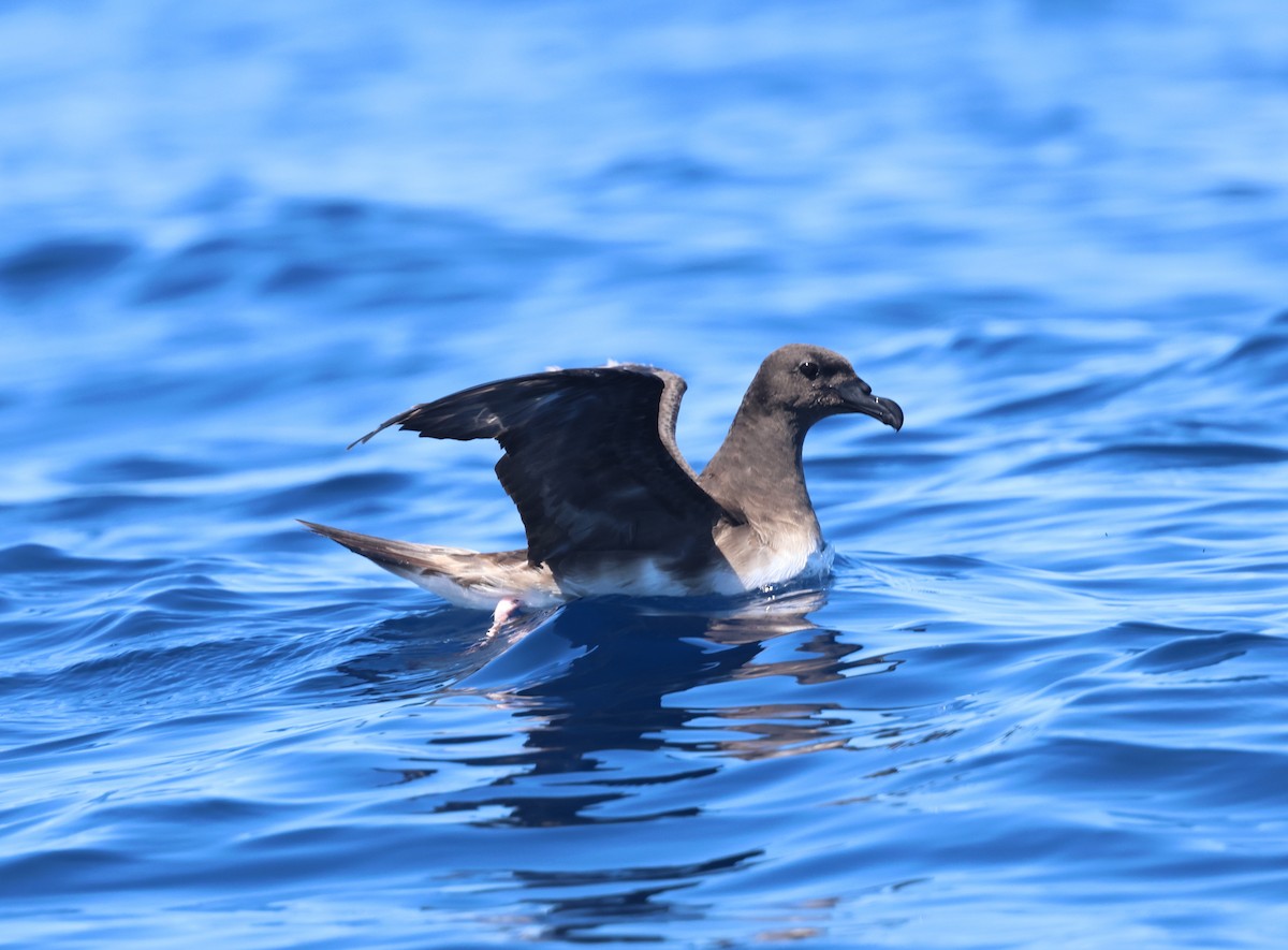 Tahiti Petrel - ML645877085