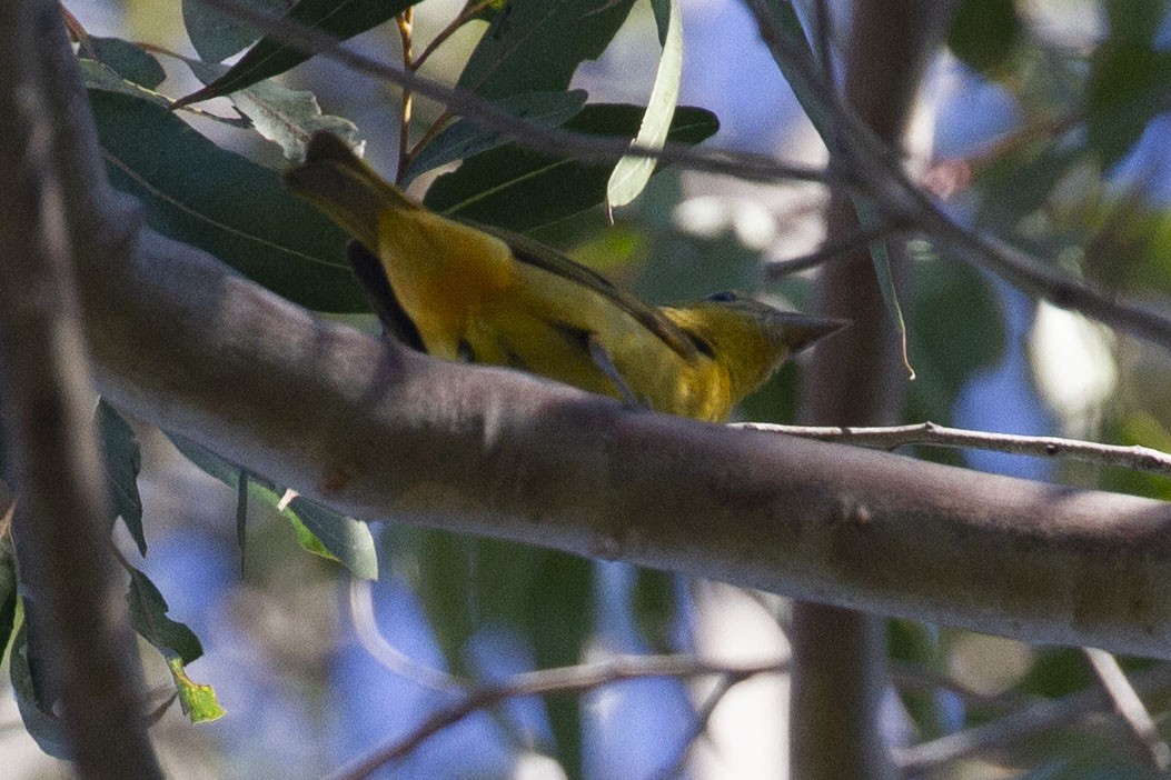 Summer Tanager - ML645877086