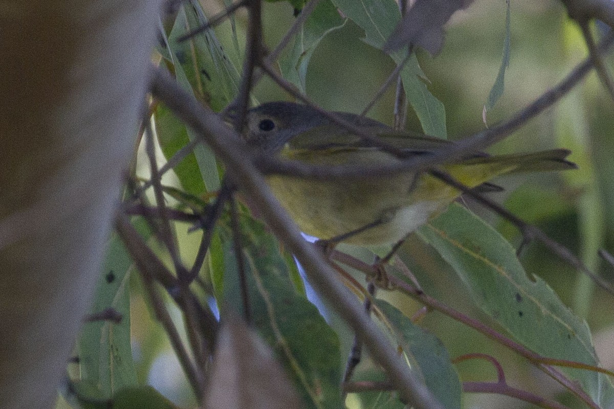 Nashville Warbler - ML645877088
