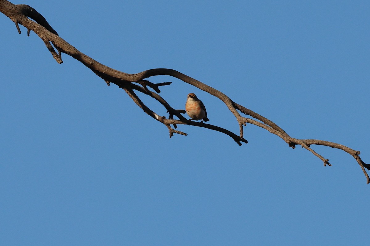 Crimson Chat - ML645877089