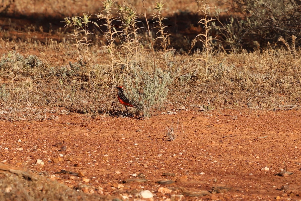 Crimson Chat - ML645877090