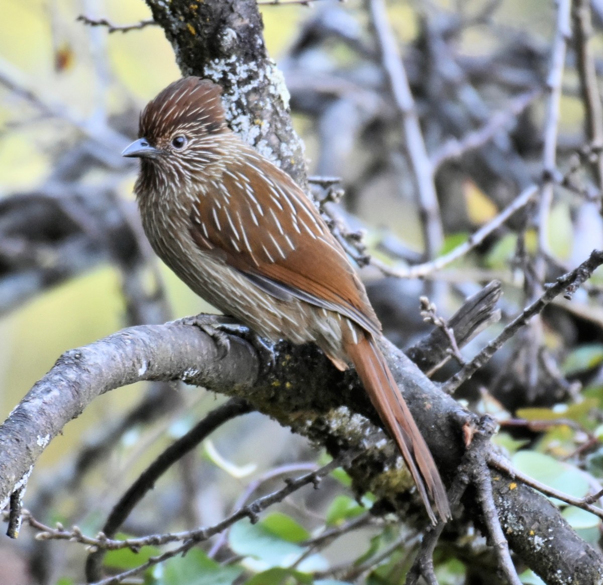 Striated Laughingthrush - ML645877091