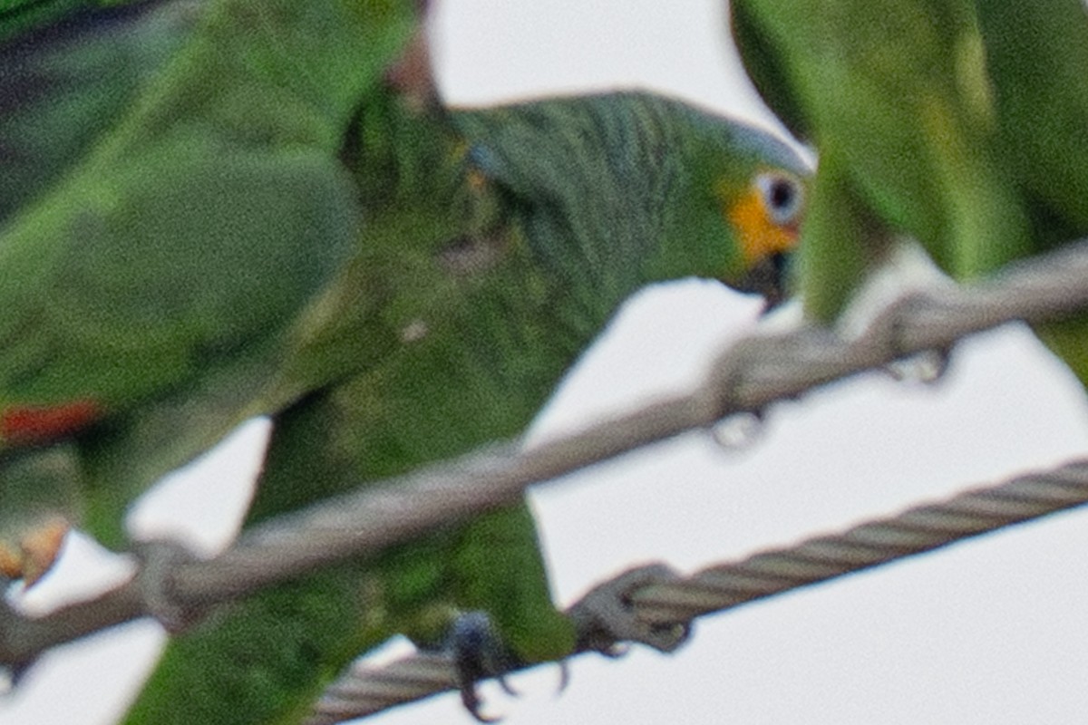 White-winged Dove - ML645877092