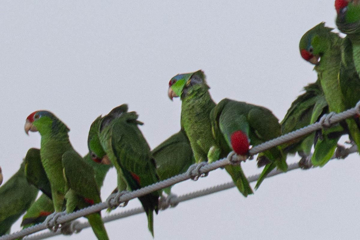 Lilac-crowned Amazon - ML645877093