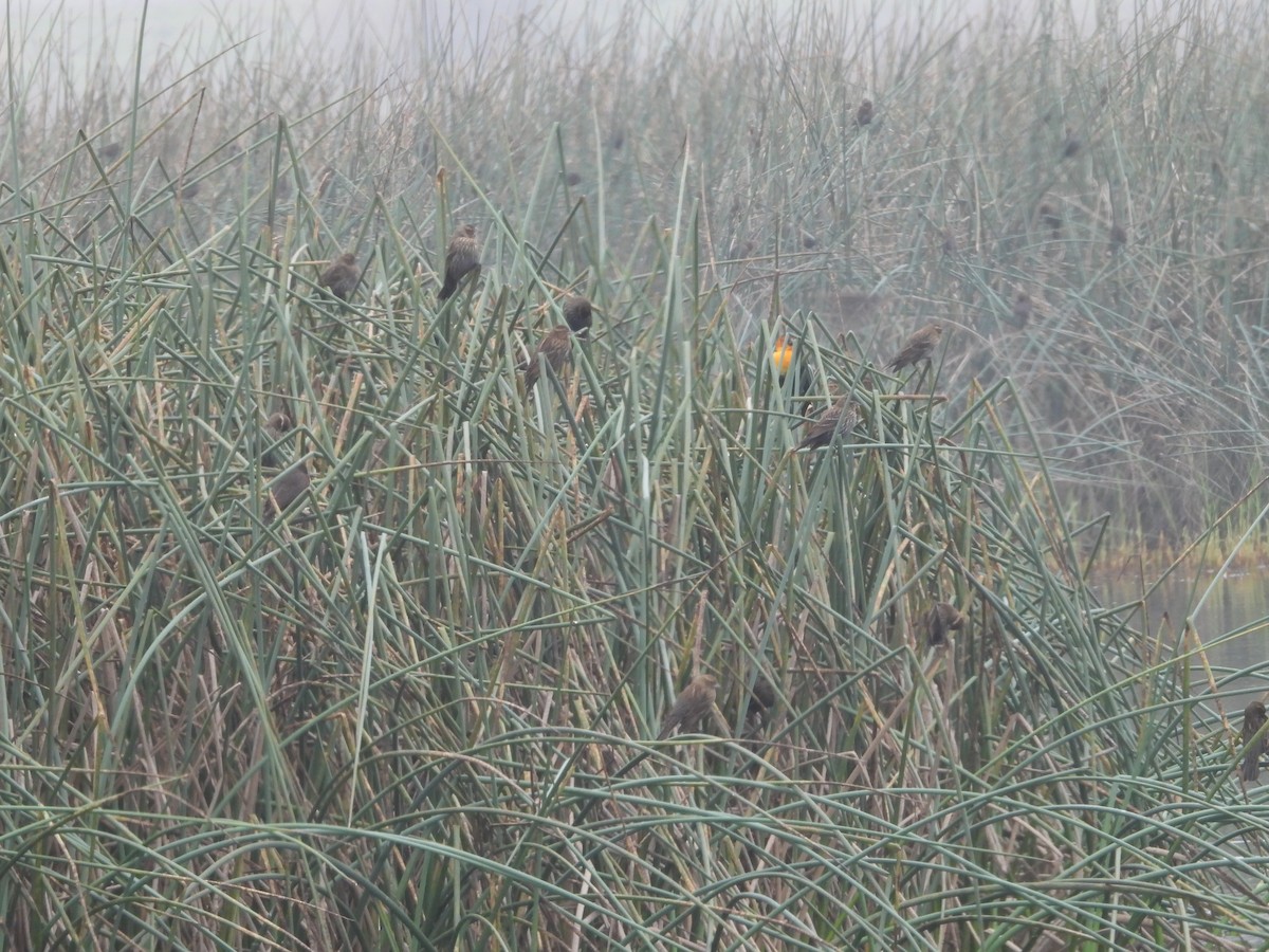 Yellow-headed Blackbird - ML645877094