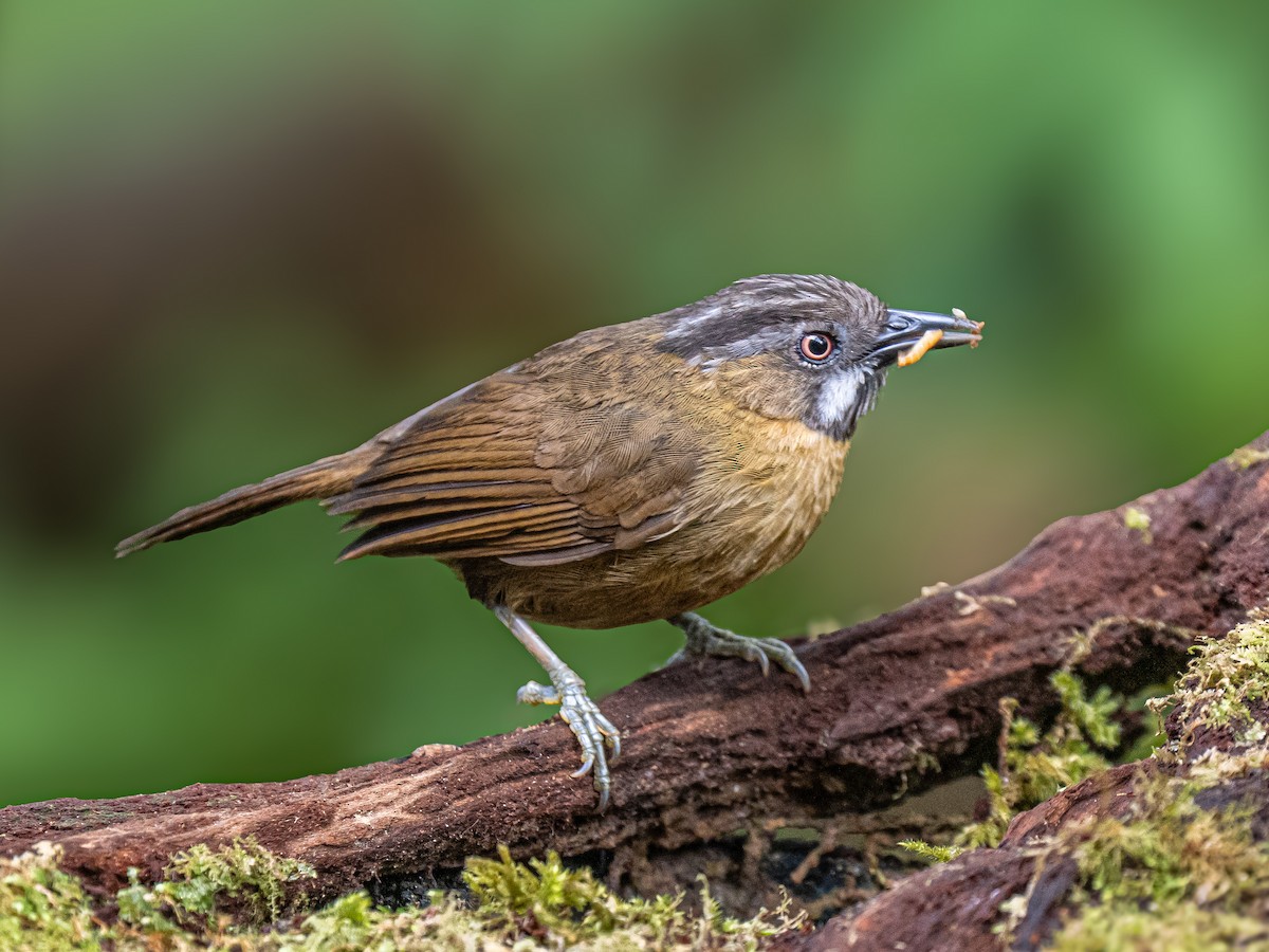 Gray-throated Babbler - ML645877095