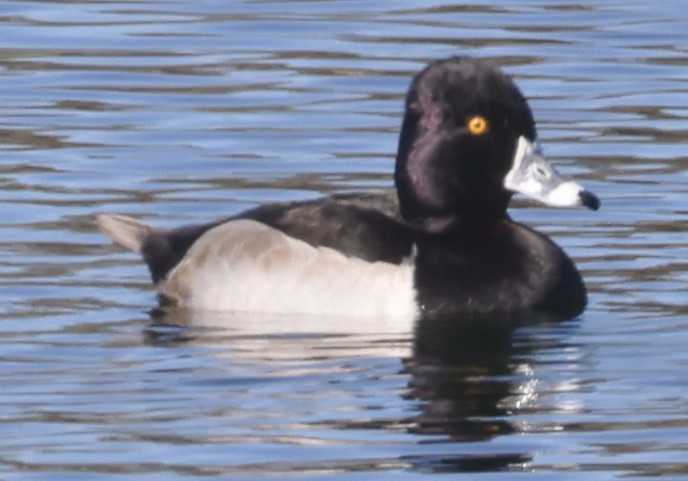 Moretta dal collare - ML645877096