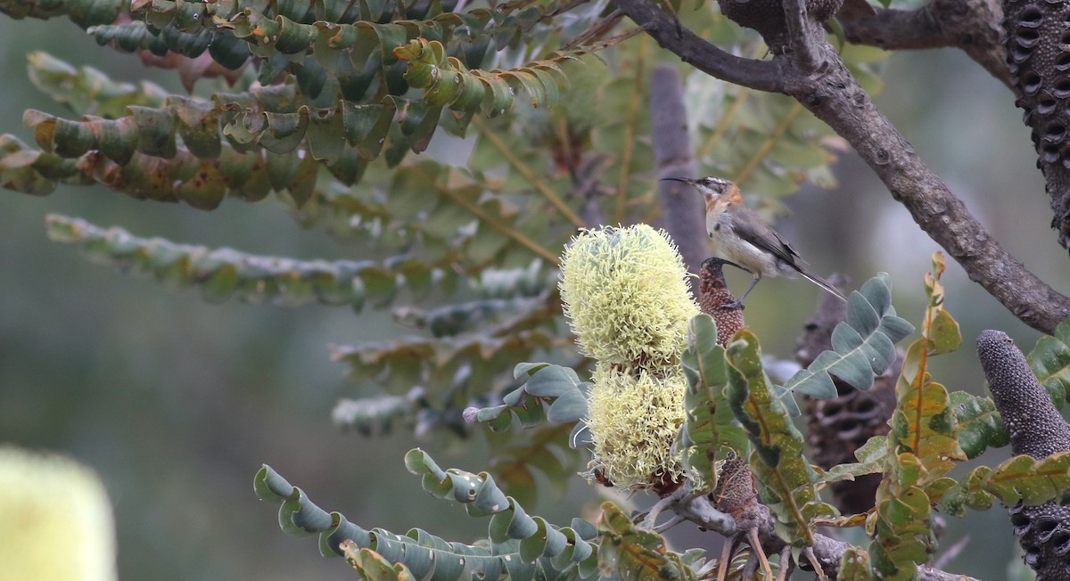 Western Spinebill - ML645877097