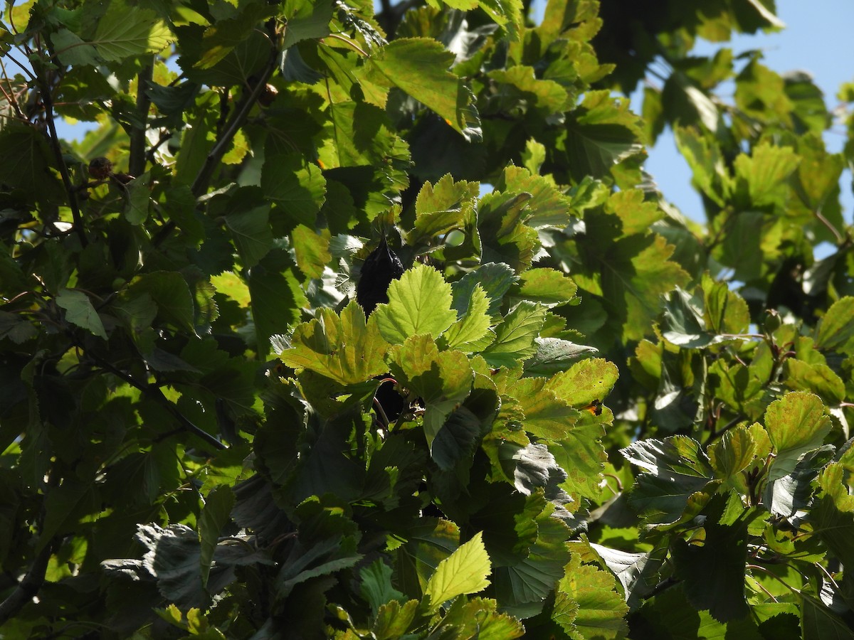 Red-winged Blackbird - ML645877099