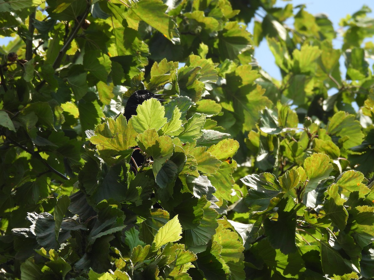 Red-winged Blackbird - ML645877100