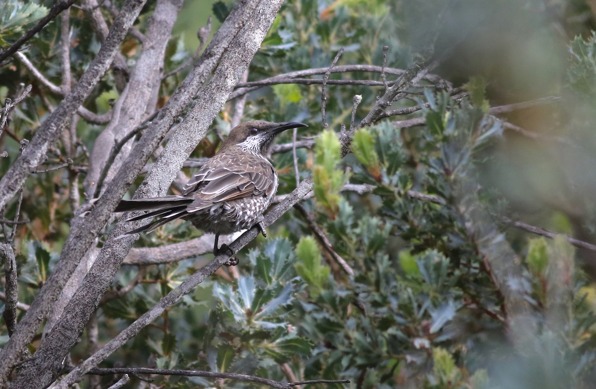 Western Wattlebird - ML645877102