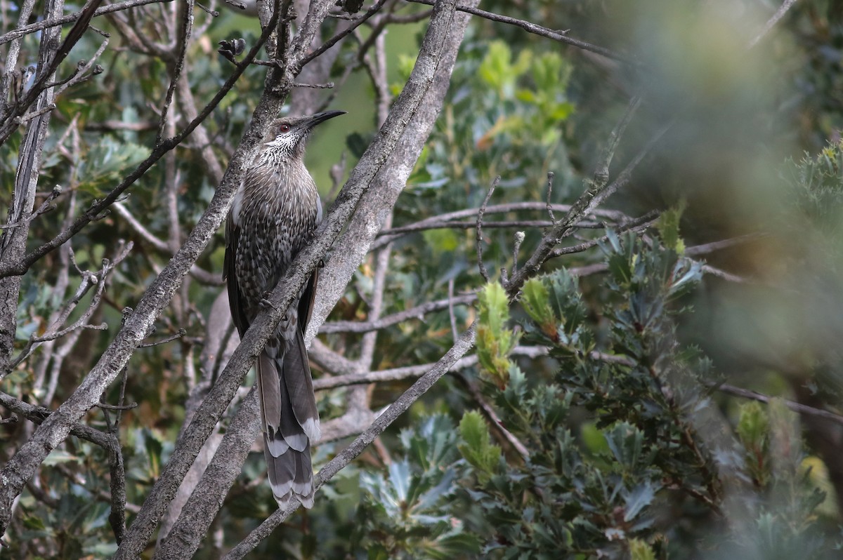 Western Wattlebird - ML645877103