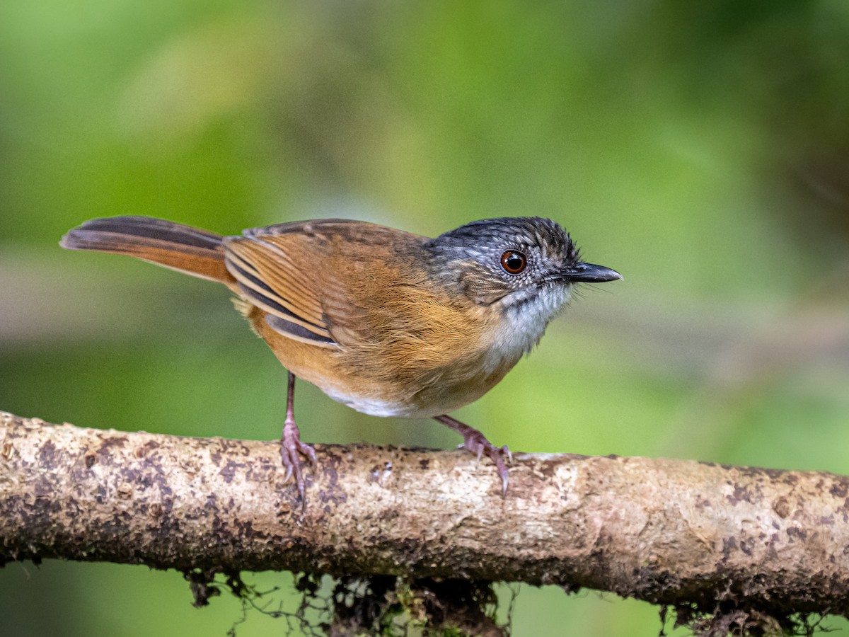 Temminck's Babbler - ML645877104