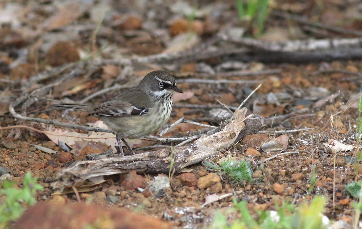 Spotted Scrubwren - ML645877106