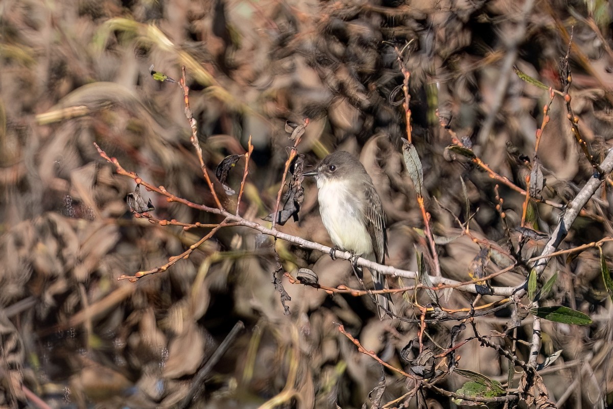 Eastern Phoebe - ML645877107