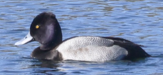 Lesser Scaup - ML645877108