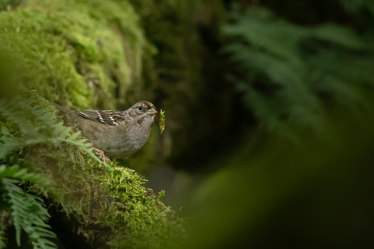 Golden-crowned Sparrow - ML645877111